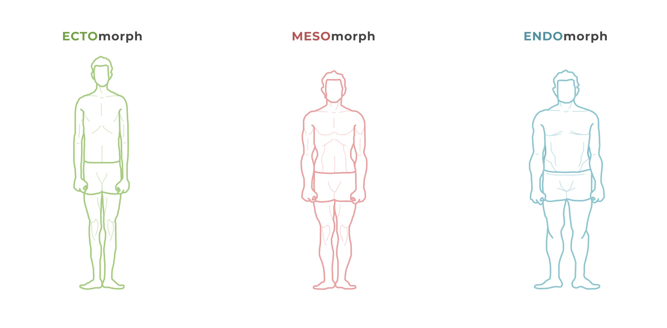 Illustration of three main body types: ectomorph, mesomorph, and endomorph for intermittent fasting
